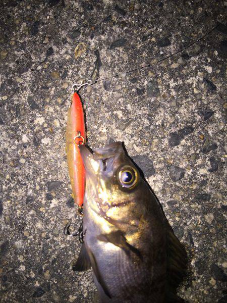 久しぶりだが豆メバル